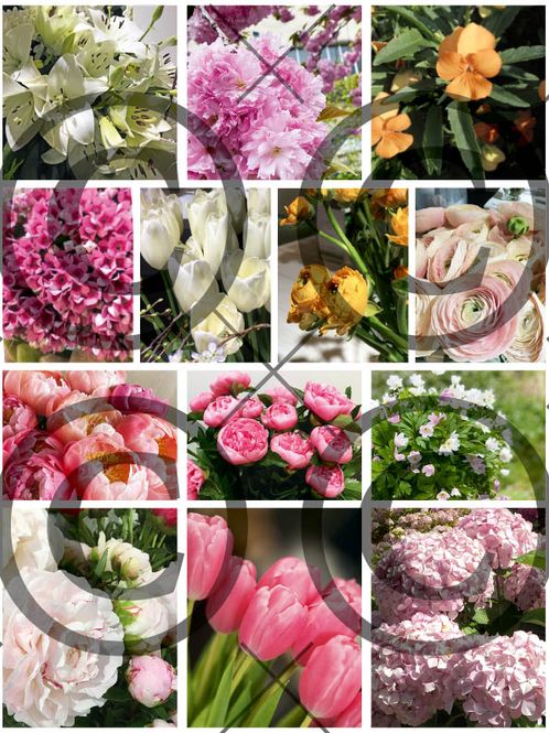 Hovedbilde Blomsterklipp ( 25 ark i ...